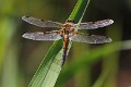 IMG_9458 Libellula quadrimaculata